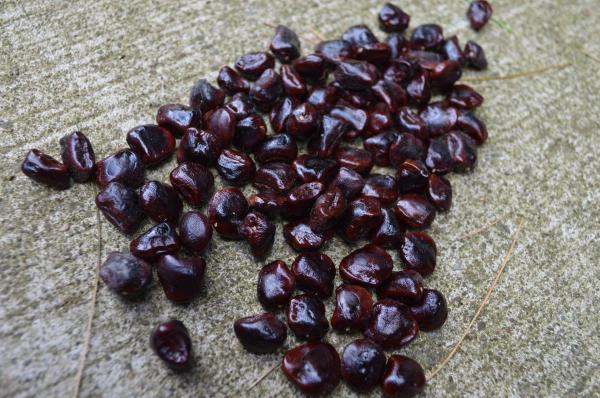 Tamarind Fruits