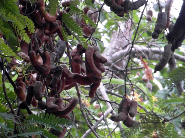 Tamarind Fruit Tree