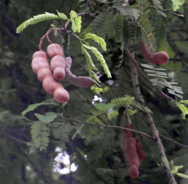 Tamarind Fruit Tree