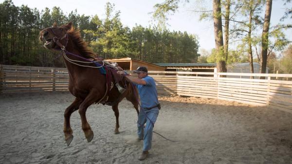 Taming a horse