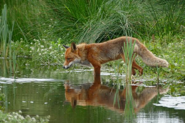 Tan and Orange Fox Standing in Water Near the Grass