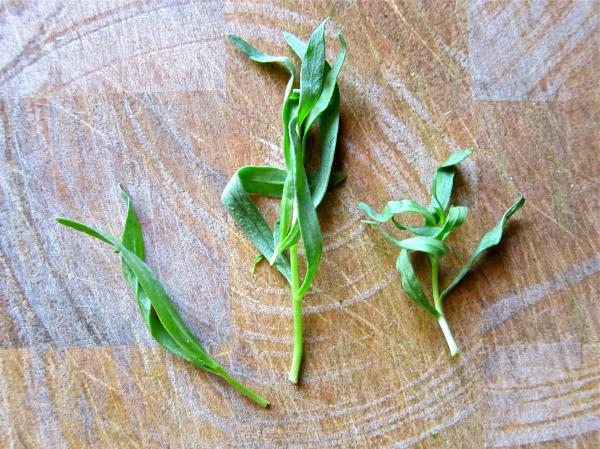 Tarragon tea time