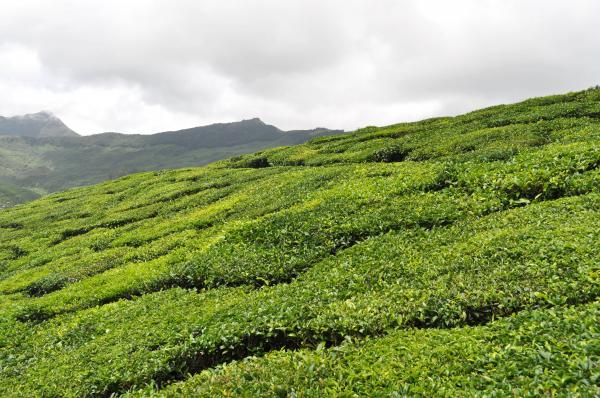 Tea Plantation