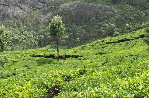 Tea Plantation
