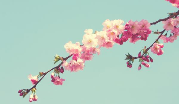 Teal Blossom Flowers