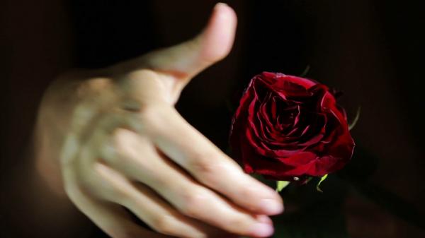 Tears in Petals