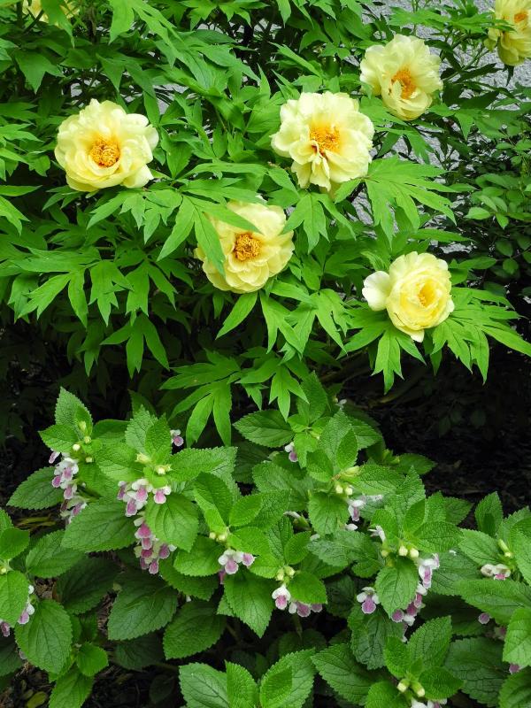 Tellow Tree Peony