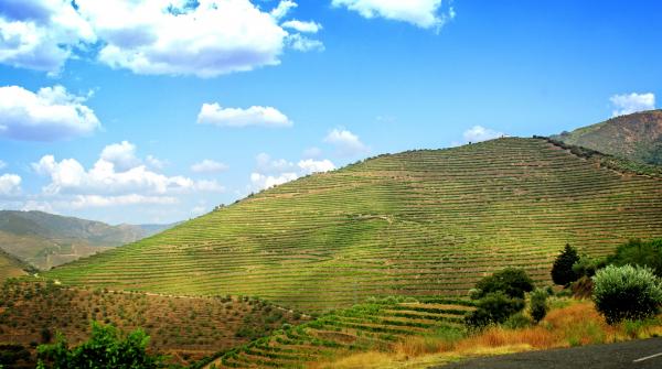 Terraced Vineyards - Walled Terraces - Douro Valley