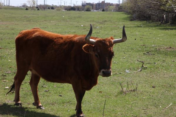 Texas Longhorn