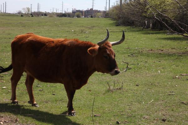 Texas Longhorn