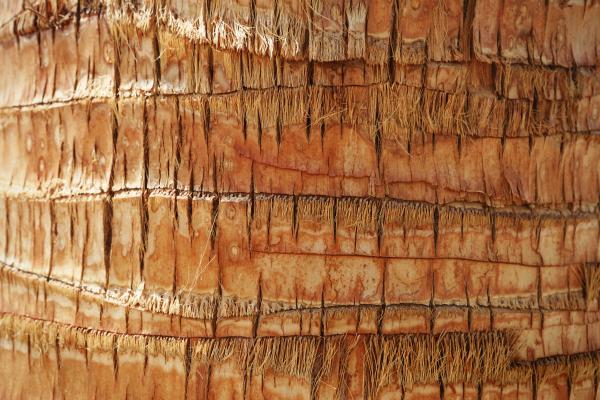 Texture of a palm tree