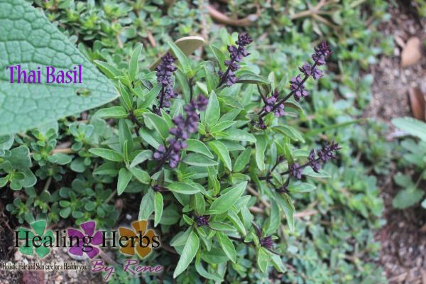 Thai Basil Plant