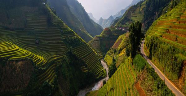 Thai rice field