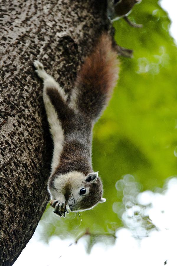 Thai squirrel