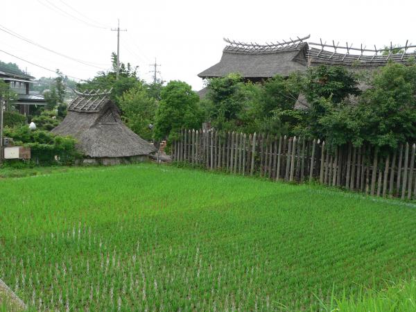 Thatched roof on Japanese farm and freshly planted rice paddy