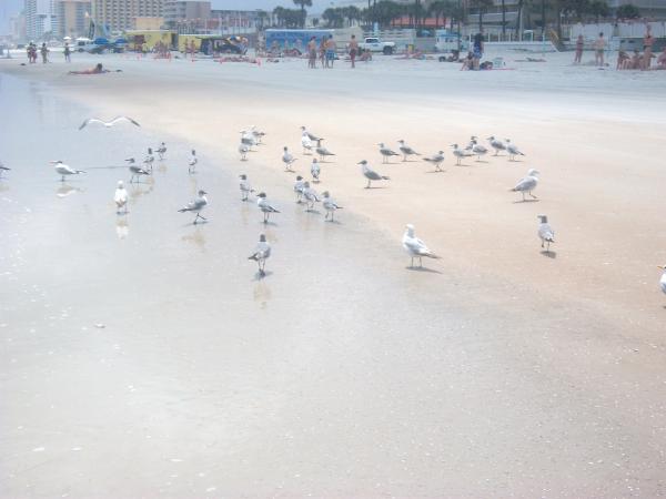 The Beach