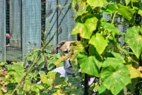 The beast among the cucumbers