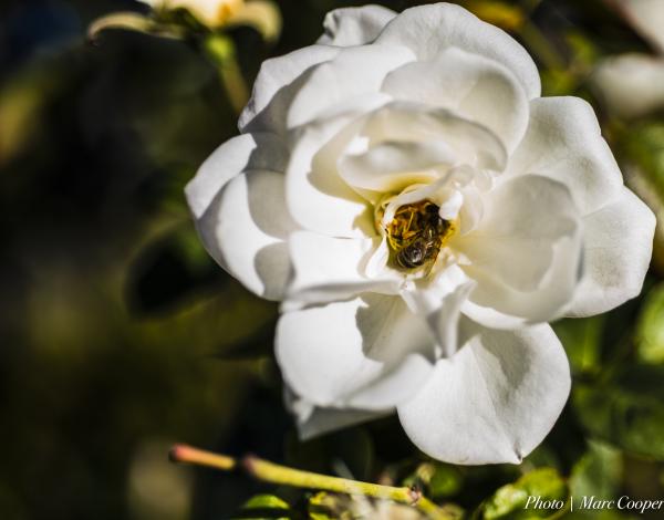 The Bee's Knees