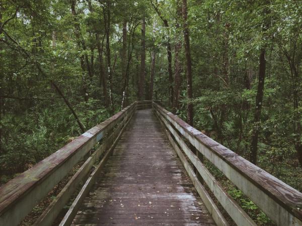The Bridge in the woods