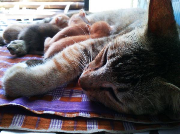 The Cat Family 2