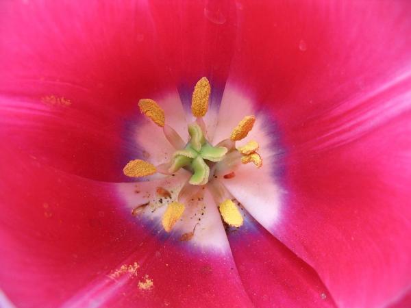 The center of the flower