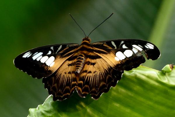 The Clipper (Parthenos sylvia)