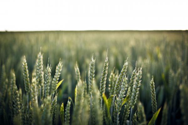The Crop