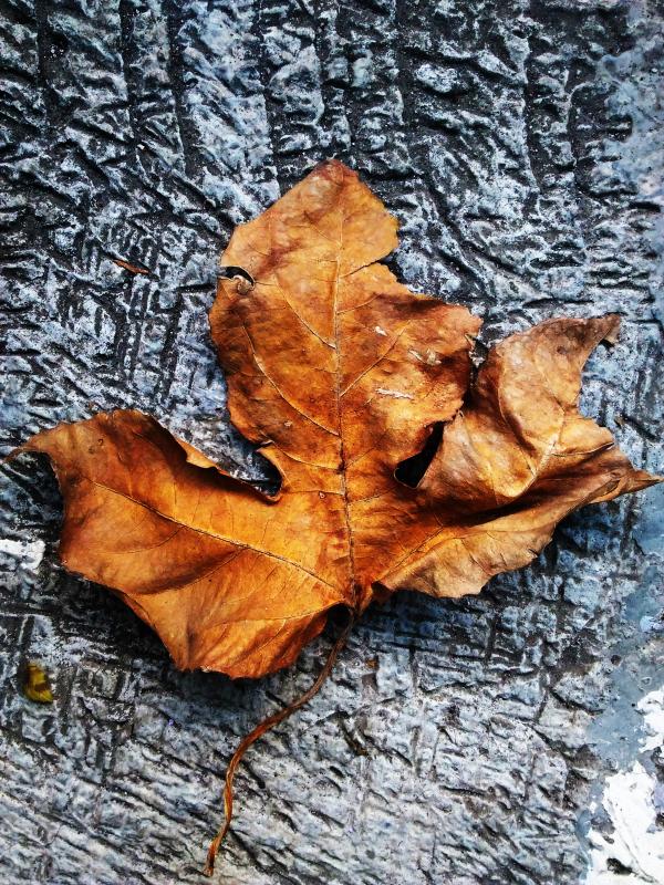 The Dead Leaf
