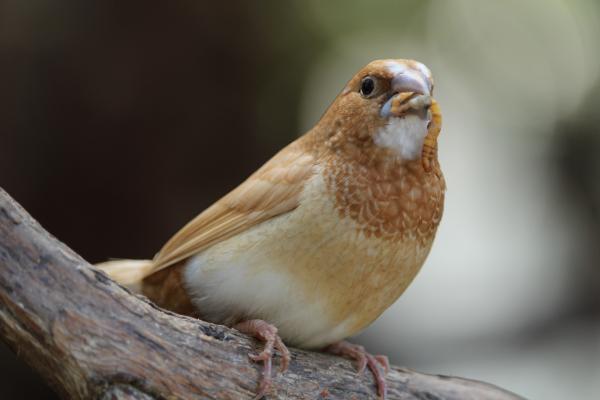 The early bird gets the worm!