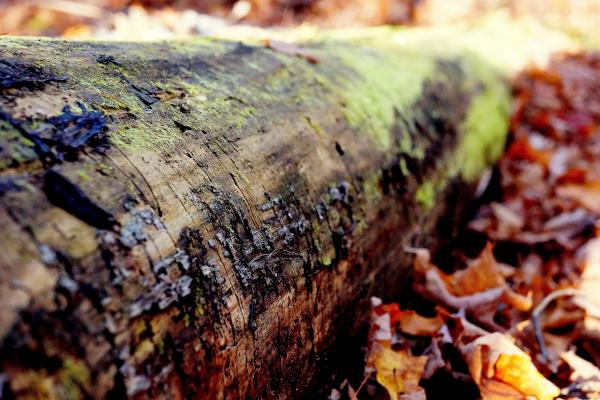 The Fallen Tree