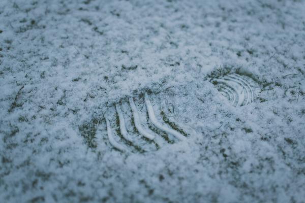 The Footstep