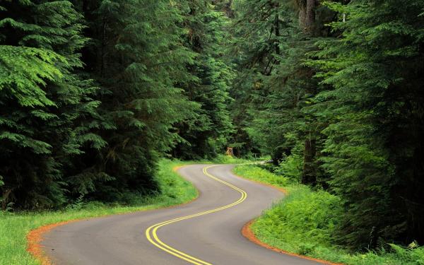 The forest road