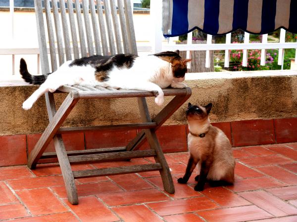 The furkids playfighting outside