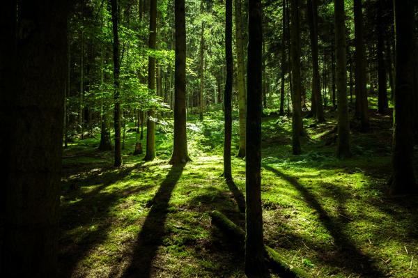 The future forest