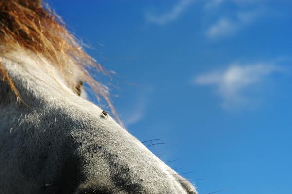 The horse and the fly