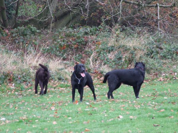 The Labradors