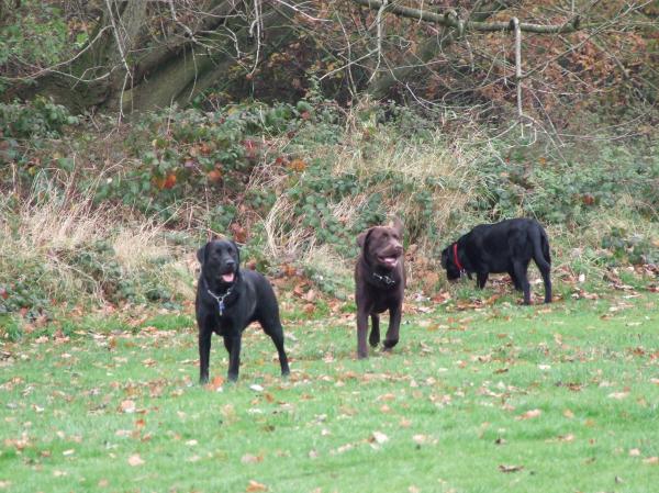 The Labradors