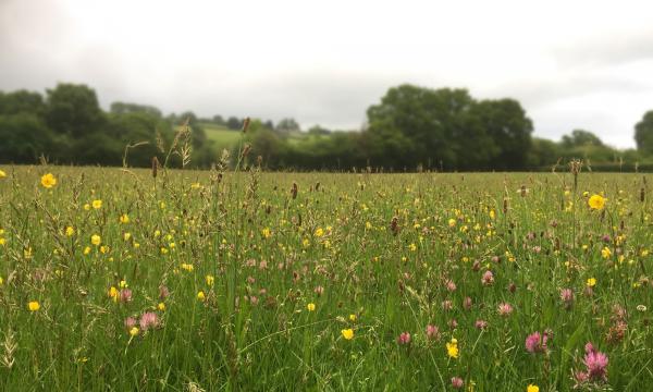 The Little Hill