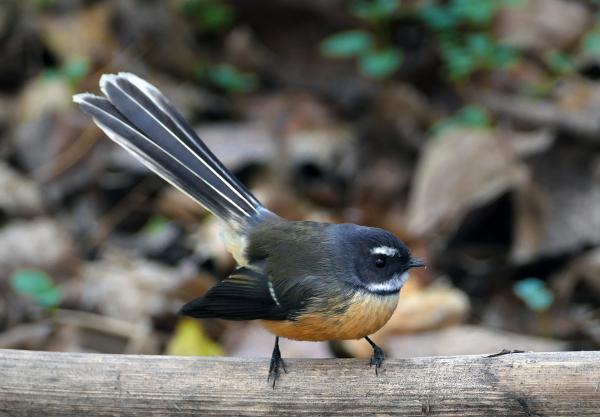 The New Zealand fantail (Rhipidura fuliginosa)