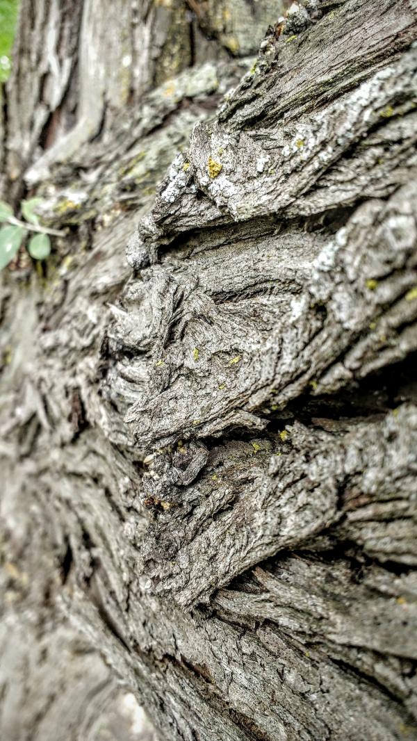 The Old Wrinkled Tree