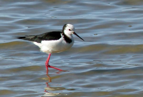 The pied stilt. NZ.