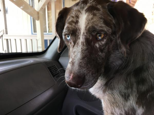 The "Going to a Kennel (What's a Kennel?)" Face