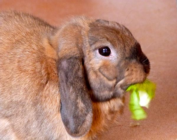 The salad muncher