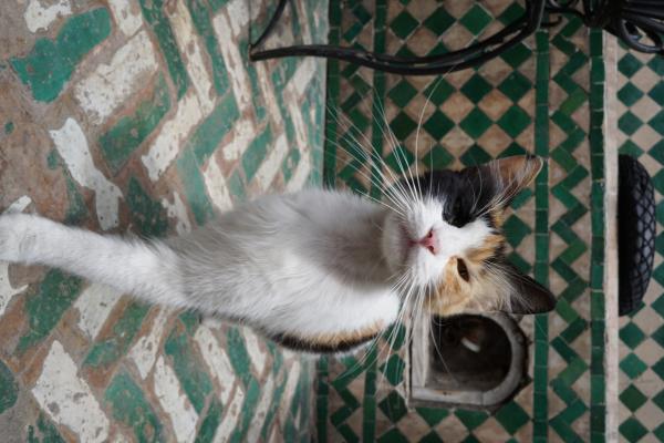 The sassiest cat in Fes