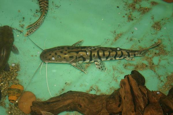 The Small TSN catfish Dumpy