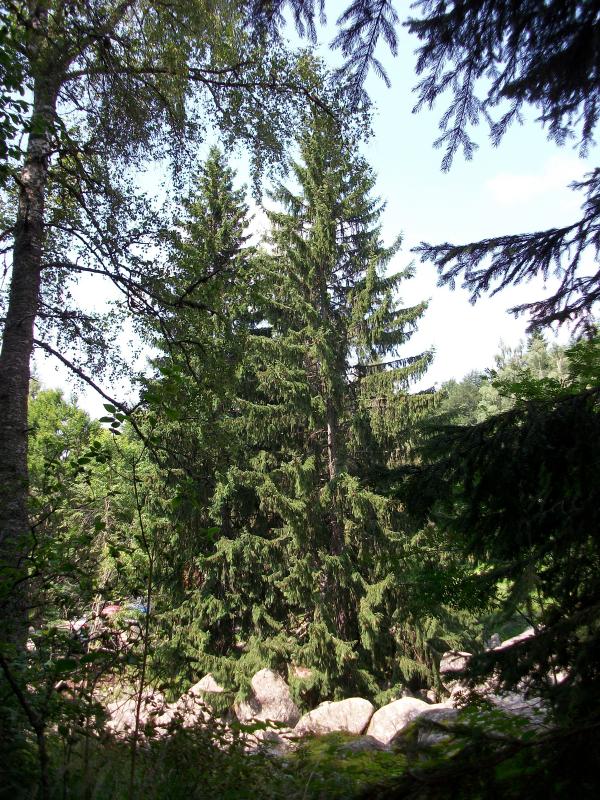 The Tree