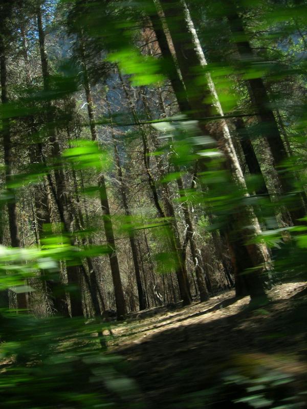 The trees are living