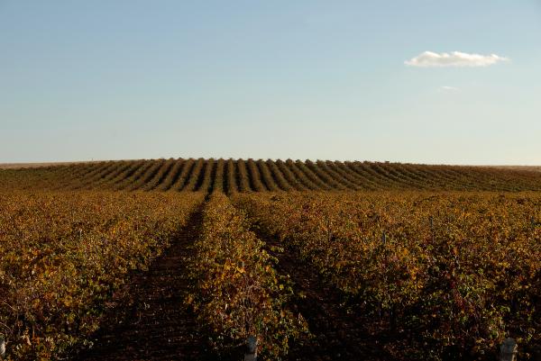 The Vineyard