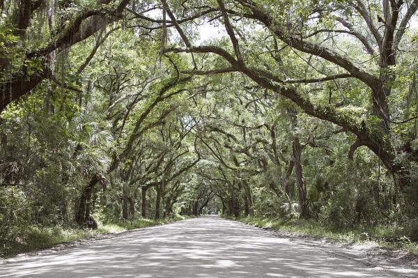The Woody Road