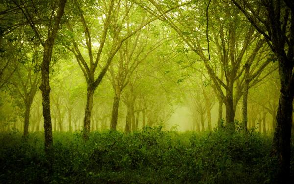 Thick Forest